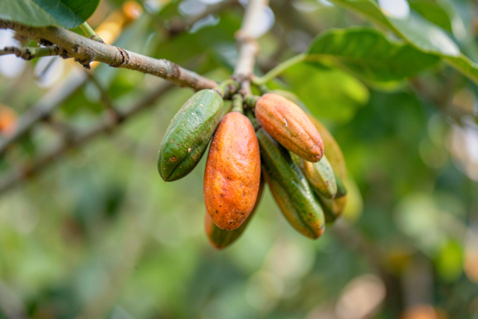 Cocoa pods ripening on a branch in soft daylight
